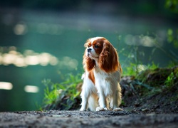 Cavalier Cocker Spaniel, Pies, Woda