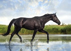 Koń, Woda
