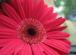 Kwiat, Różowa, Gerbera