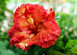 Hibiskus, Kwiat