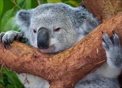 Koala, Drzewo