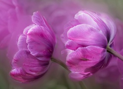Różowe, Tulipany