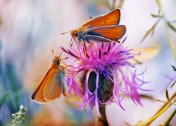 Motyle, Oset, Kwiat, Makro