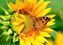 Słonecznik, Motyl