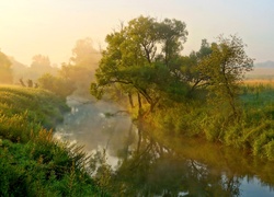 Rzeka, Mgła, Drzewa