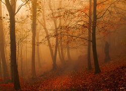 Las, Ścieżka, Mgła