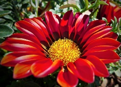 Kwiat, Czerwona, Gazania