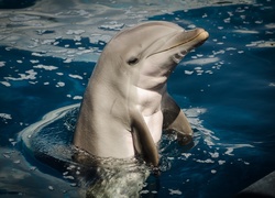 Delfin