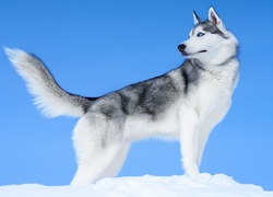 Pies, Siberian Husky