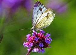 Biały, Motyl, Bielinek, Kwiaty