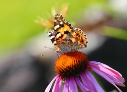 Kolorowy, Motyl, Skrzydła, Owad, Jeżówka