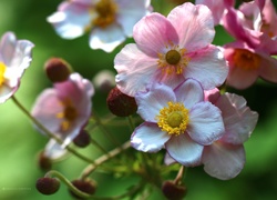 Zawilec Japoński, Kwiaty, Różowe