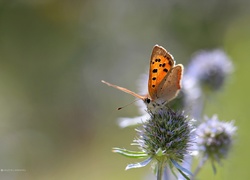 Motyl, Roślina, Mikołajek Nadmorski