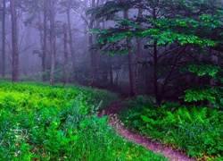 Las, Drzewa, Ścieżka, Paprocie, Mgła, Wiosna