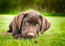 Smutny, Brązowy, Labrador, Retriever