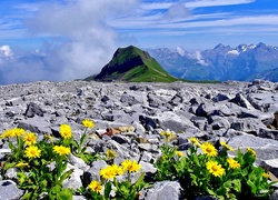 Góry, Kamienie, Kwiaty