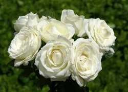 Białe, Kwiaty, Róże