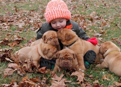 Dziecko, Pieski, Szczeniaki, Dog de Bordeaux