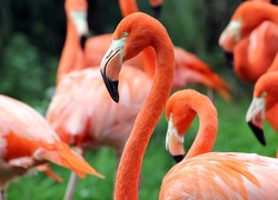 Flamingi