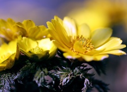 Żółte, Kwiaty, Makro