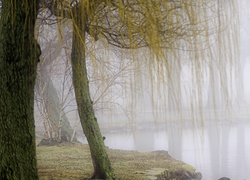 Park, Poranna, Mgła