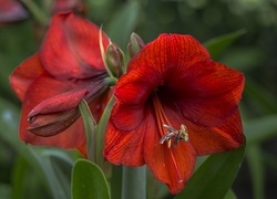 Amarylis, Gippeastrum