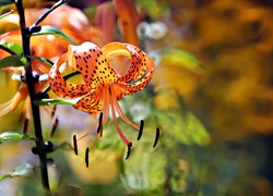 Lilia Tygrysia, Pomarańczowy, Kwiat