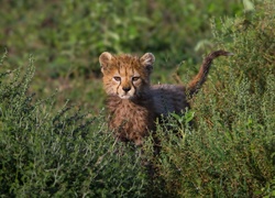 Mały, Gepard, Roślinność