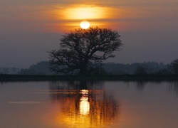 Jezioro, Zachód Słońca, Drzewo, Odbicie