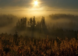 Las, Wschód Słońca, Mgła