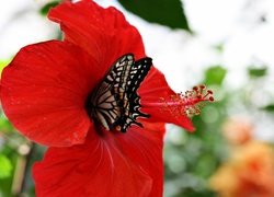 Hibiskus, Motyl