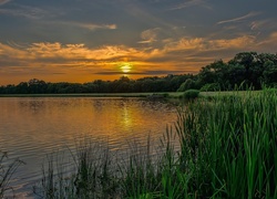 Wschód Słońca, Jezioro, Szuwary