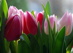 Czerwone, Różowe, Tulipany