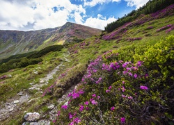 Góry, Ścieżka, Kwiaty
