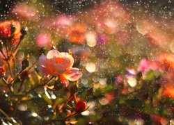 Róże, Kwiaty, Deszcz, Krople