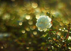 Biała, Róża, Kwiat, Bokeh