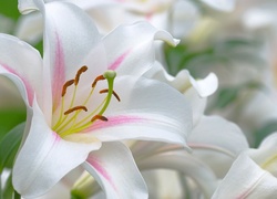 Białe, Kwiaty, Lilie