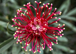 Grevillea, Australijski, Kwiat, Makro