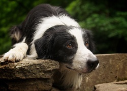 Biało, Czarny, Pies, Brązowe, Oczy, Border Collie