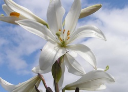 Białe, Kwiaty, Lilie