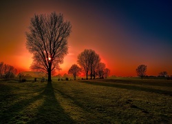 Pole, Zachód Słońca, Drzewa