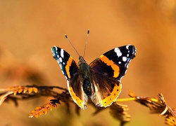 Motyl, Gałązka