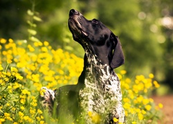Pies, Głowa, Żółte, Kwiaty