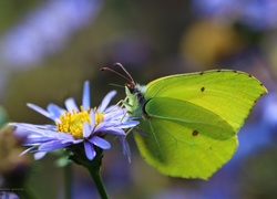 Motyl, Cytrynek, Owad, Kwiat