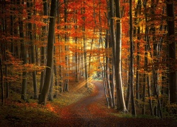 Las, Drzewa, Ścieżka, Promienie, Słońca, Jesień