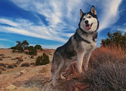 Siberian Husky, Rośliny