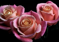 Różowe, Kwiaty, Róze