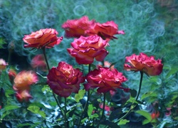 Różowe, Róże, Kwiaty, Bokeh