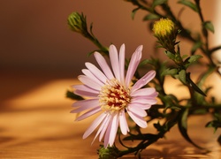 Aster
