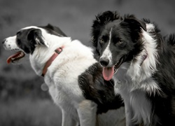 Psy, Border Collie